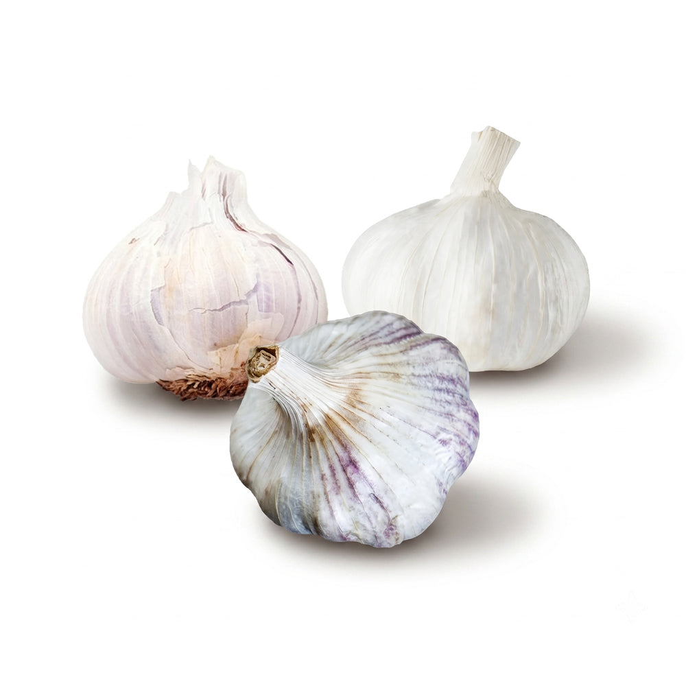 Sicilian, silver white, and creole garlic bulbs on a white background