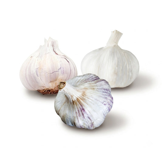 Sicilian, silver white, and creole garlic bulbs on a white background