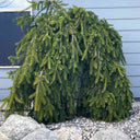A Weeping Norway Spruce featuring weeping, drooping branches covered in dense evergreen needles, grown as a landscape focal point.