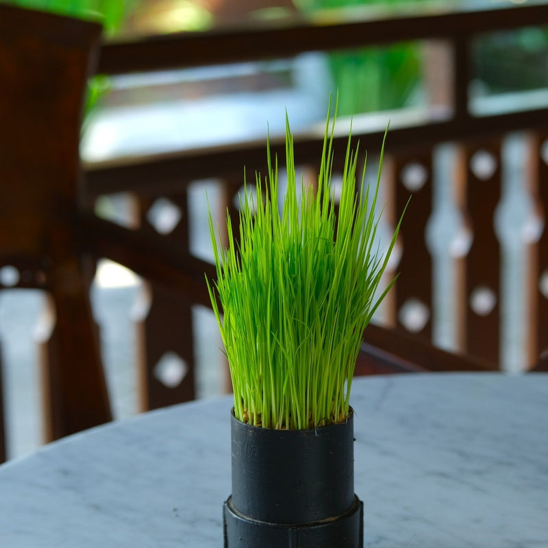 Vibrant green wheatgrass growing densely in a black planter pot on a marble tabletop for Wheatgrass Juice Seeds.