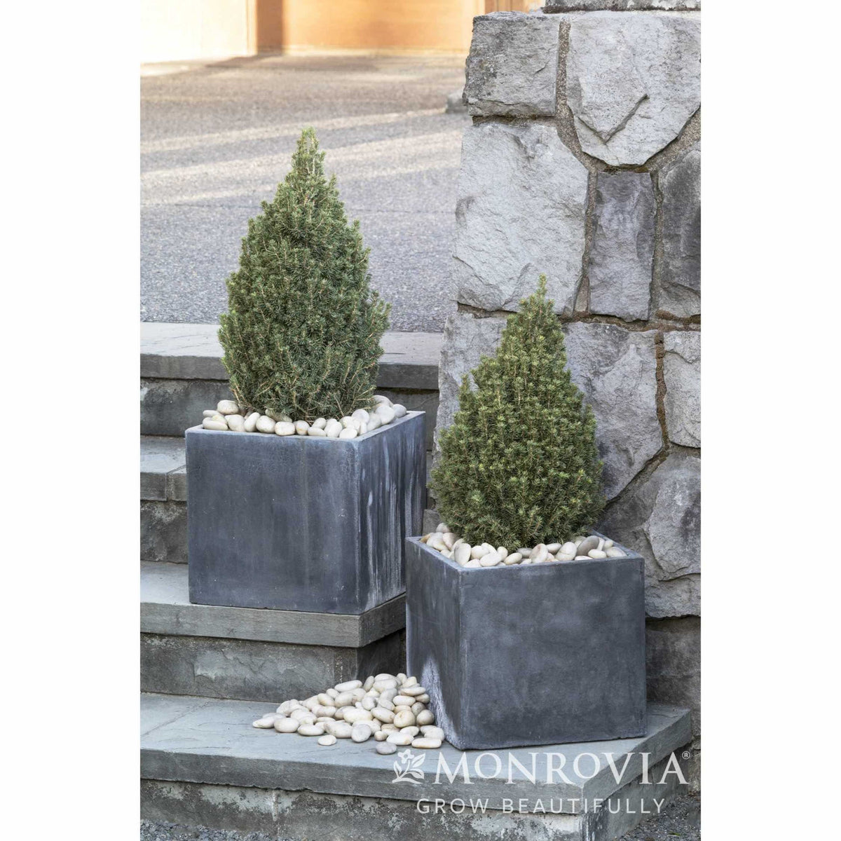 Two potted Tiny Tower® Dwarf Alberta Spruce in gray containers on a stone step with a stone wall background, featuring the Monrovia logo.