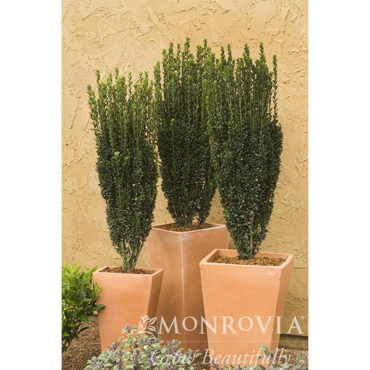 Three Sky Pencil Holly in terracotta pots against a beige wall, with 'Monrovia' branding.