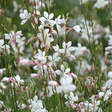 Close-up of white and White Gaura flowers with green stems and leaves.