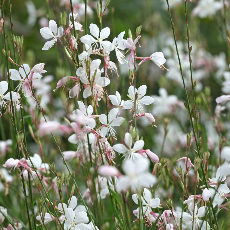 Close-up of white and White Gaura flowers with green stems and leaves.