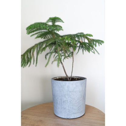 Potted small Norfolk Island Pine tree on a wooden surface with a white background