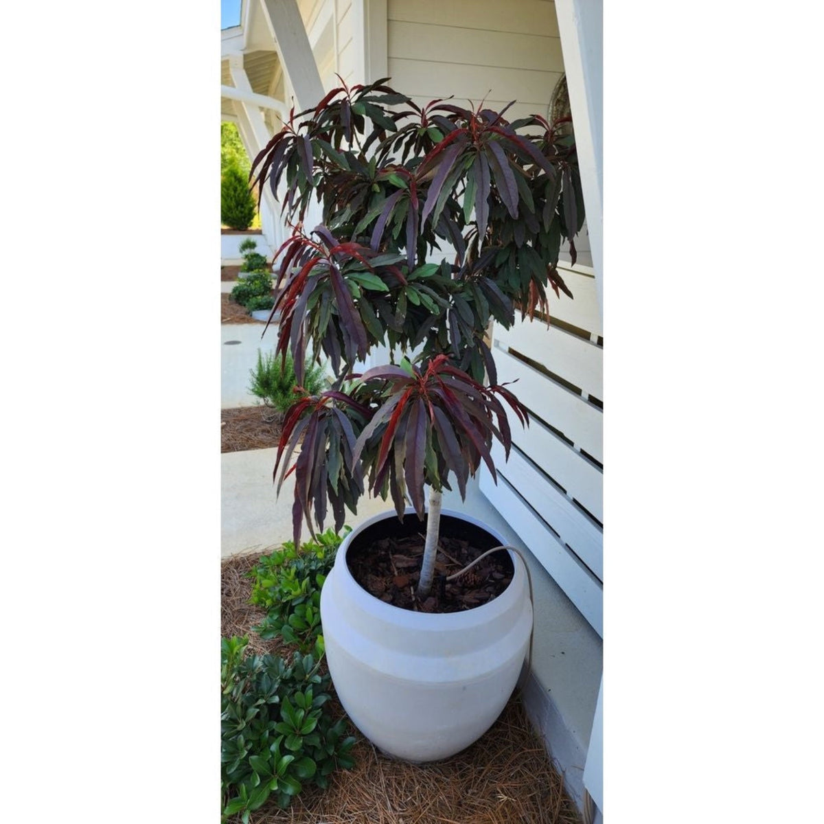 Potted Bonfire Patio Peach plant with red leaves in a white pot on a patio
