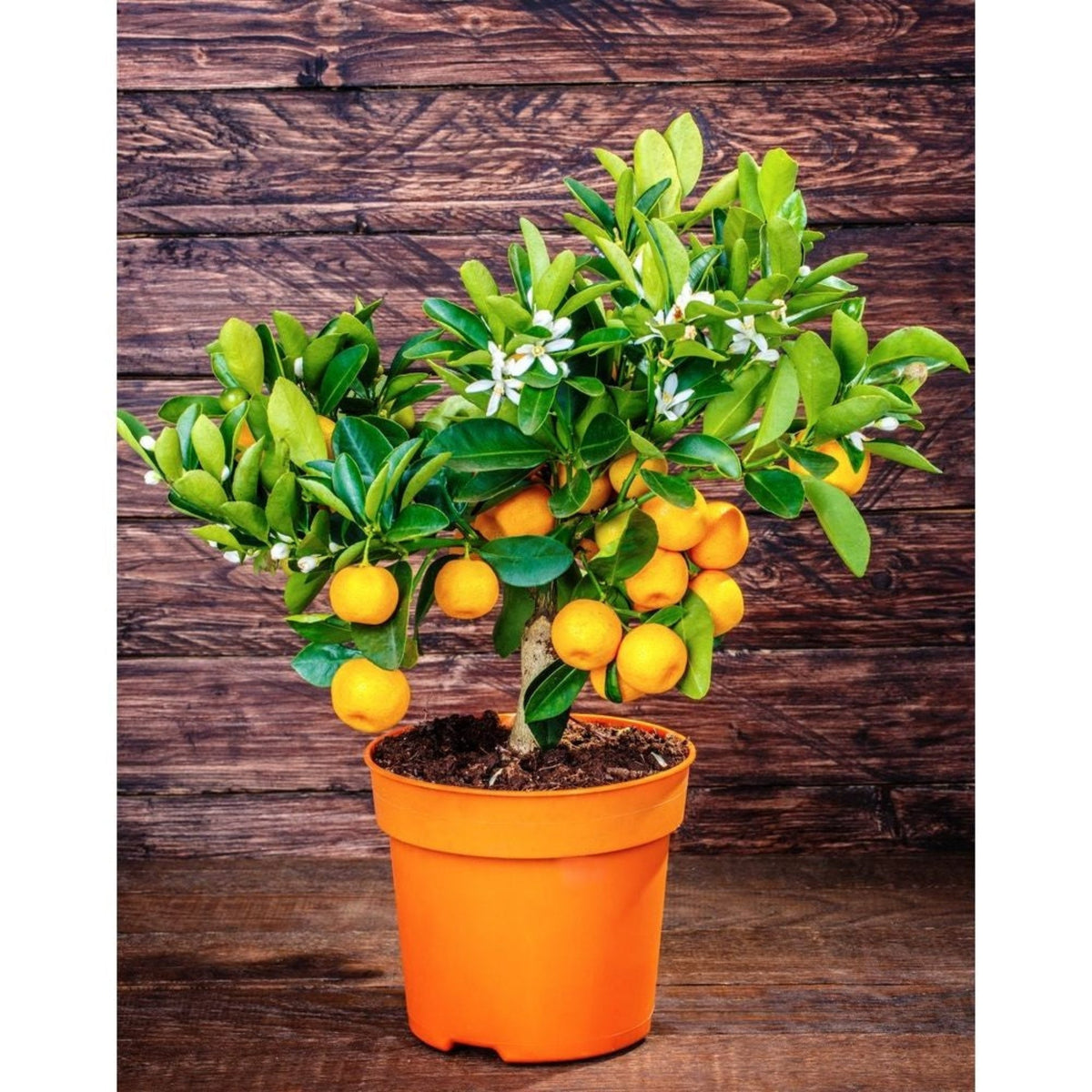 A small California Honey Mandarin Tree in an orange plastic pot, with green leaves, white blossoms, and small orange fruit against a dark wood wall.