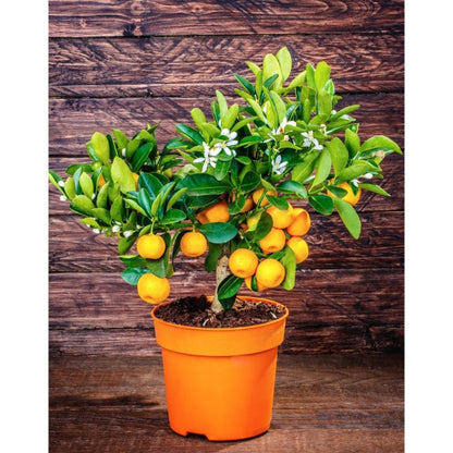 A small California Honey Mandarin Tree in an orange plastic pot, with green leaves, white blossoms, and small orange fruit against a dark wood wall.