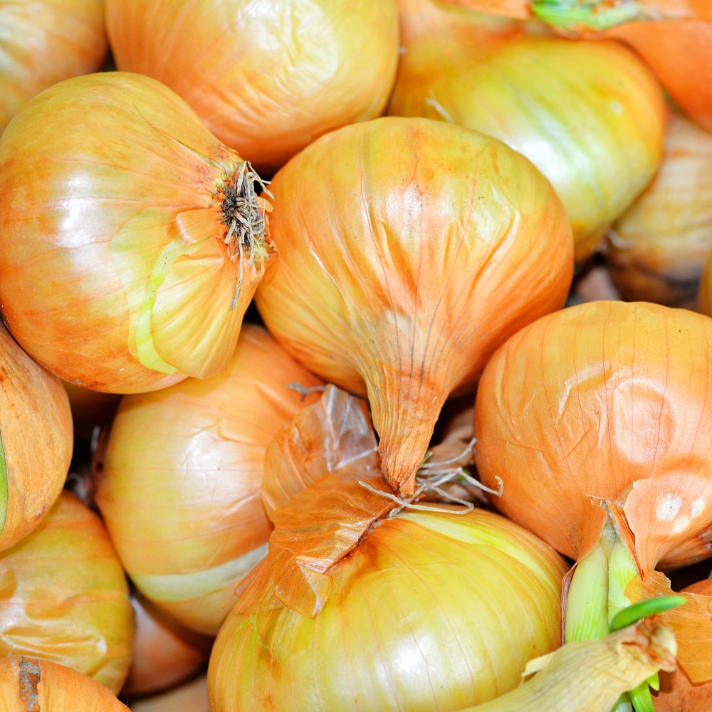 Close-up of freshly harvested Yellow Sweet Spanish Utah onions piled together, showing their papery golden-orange skins, rounded bulbous shapes and dried root tufts.