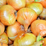 Close-up of freshly harvested Yellow Sweet Spanish Utah onions piled together, showing their papery golden-orange skins, rounded bulbous shapes and dried root tufts.