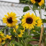Several branching sunflowers with dark brown centres and bright yellow petals bloom on hairy stems supported by a bamboo cane, with a greenhouse visible in the blurred background.