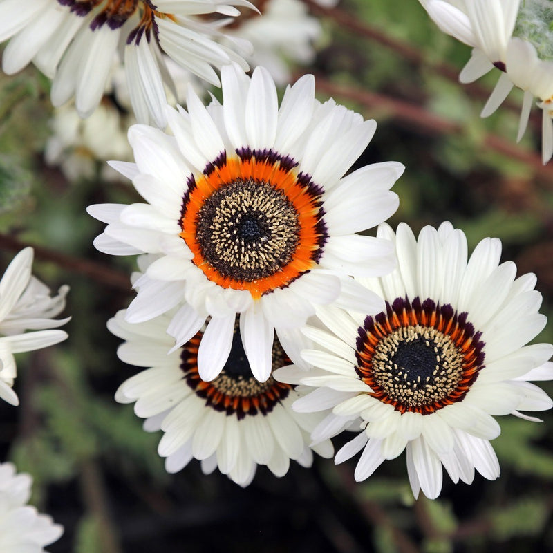 Close-up of Zulu Prince Cape Daisy flowers with pure white petals surrounding a striking central ring of dark maroon, orange and cream banding around a dark centre, set against soft green foliage.