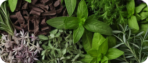 300+ Herb Sprigs