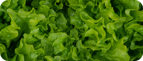 900+ Heads of Lettuce