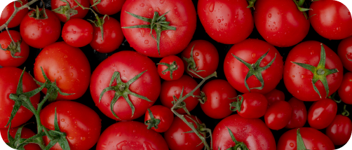 750+ Tomatoes