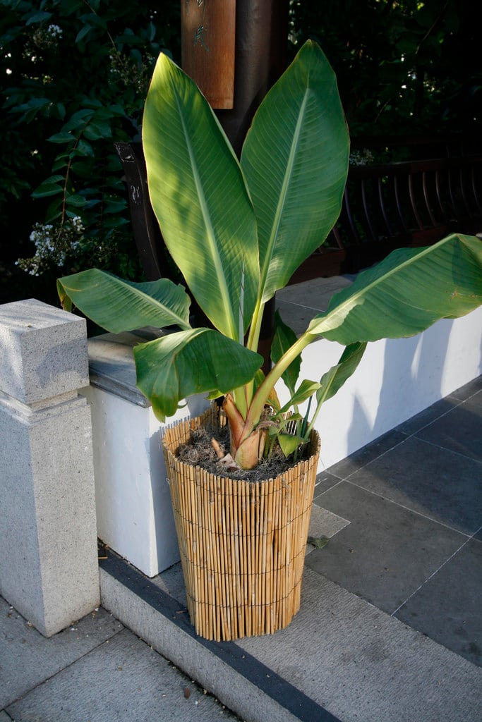 Banana in container