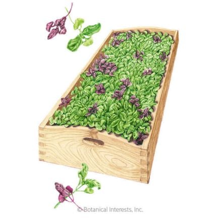 Ciao Bella Basil Blend Microgreens Seeds
