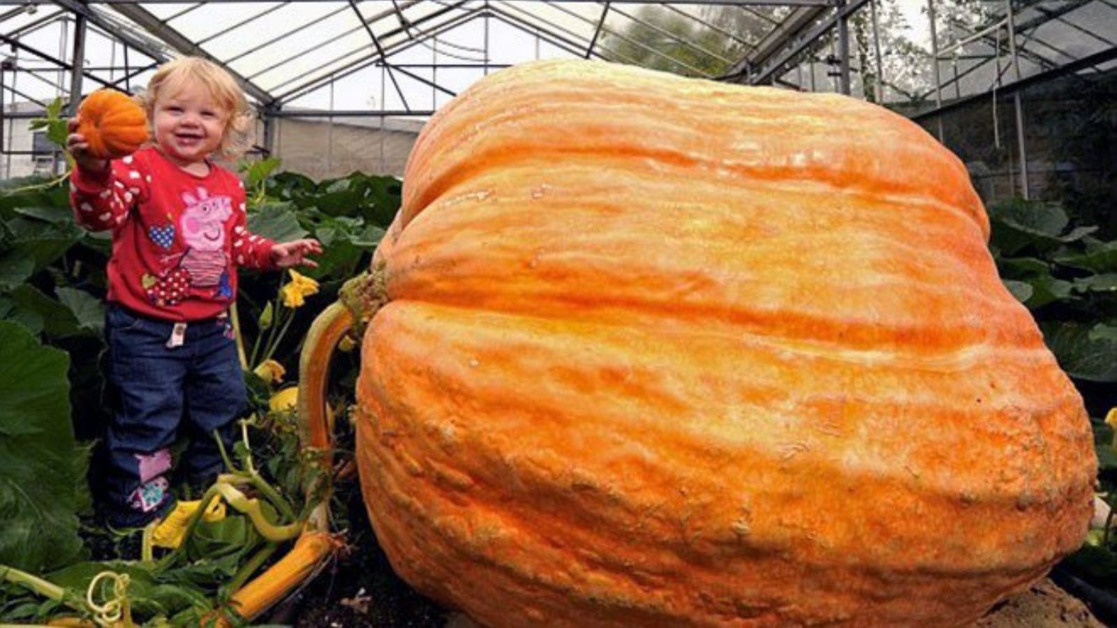 A toddler standing beside a giant pumpkin, appearing round and orange with a bumpy surface