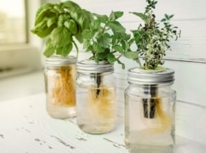 A close-up shot of several jars, turned into DIY hydroponics for developing plants, showcasing the kratky Method