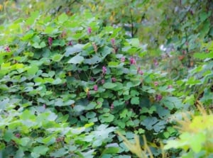 A close-up shot of a massive mound of green leaves and purple flowers of the Kudzu, showcasing invasive species of plants