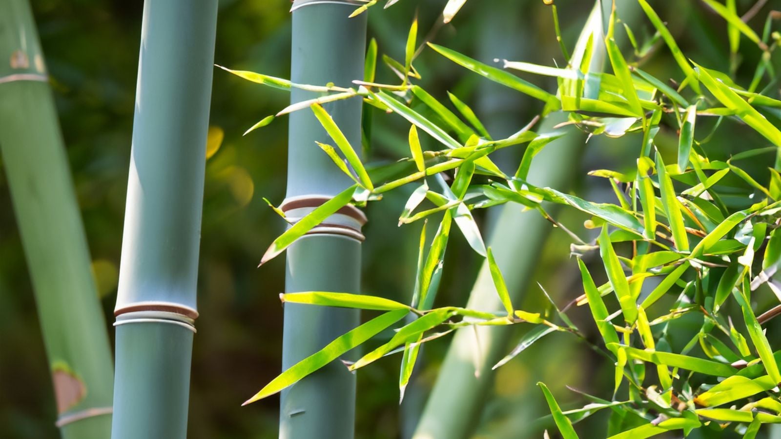 A close-up shot of a large composition of green woody trunks and slender leaves of a Bamboo plant