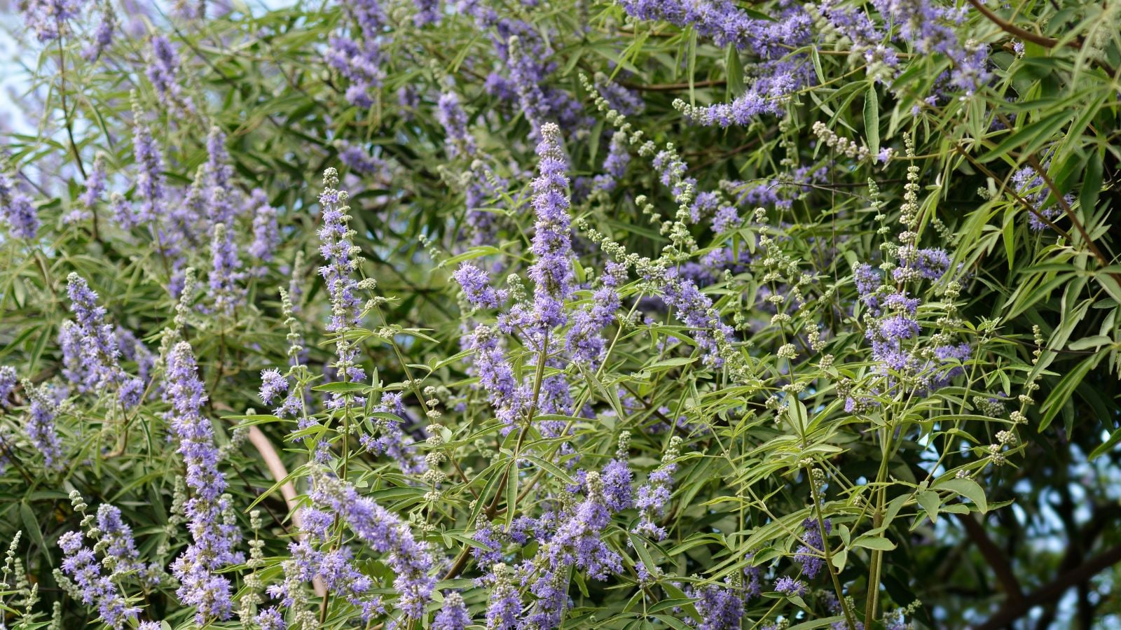 A close-up shot of a large composition of green leaves and purple clusters of flowers of the Chaste Tree