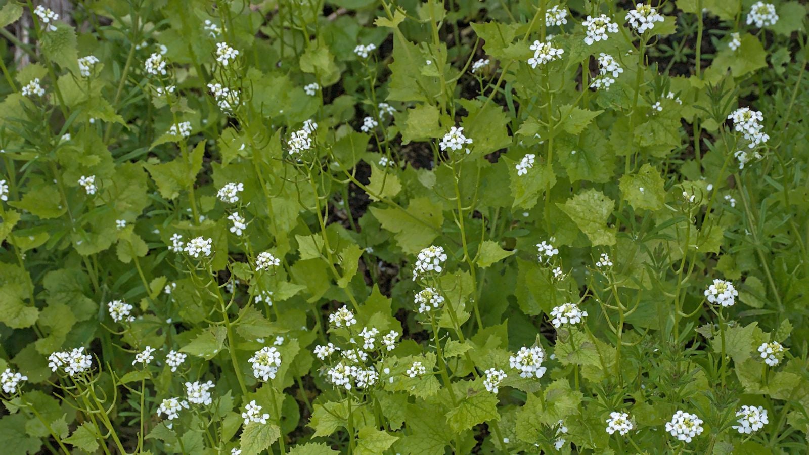 An overhead and close-up shot of a large composition of green leaves, tall stems, with small clusters of white flowers of the Garlic mustard