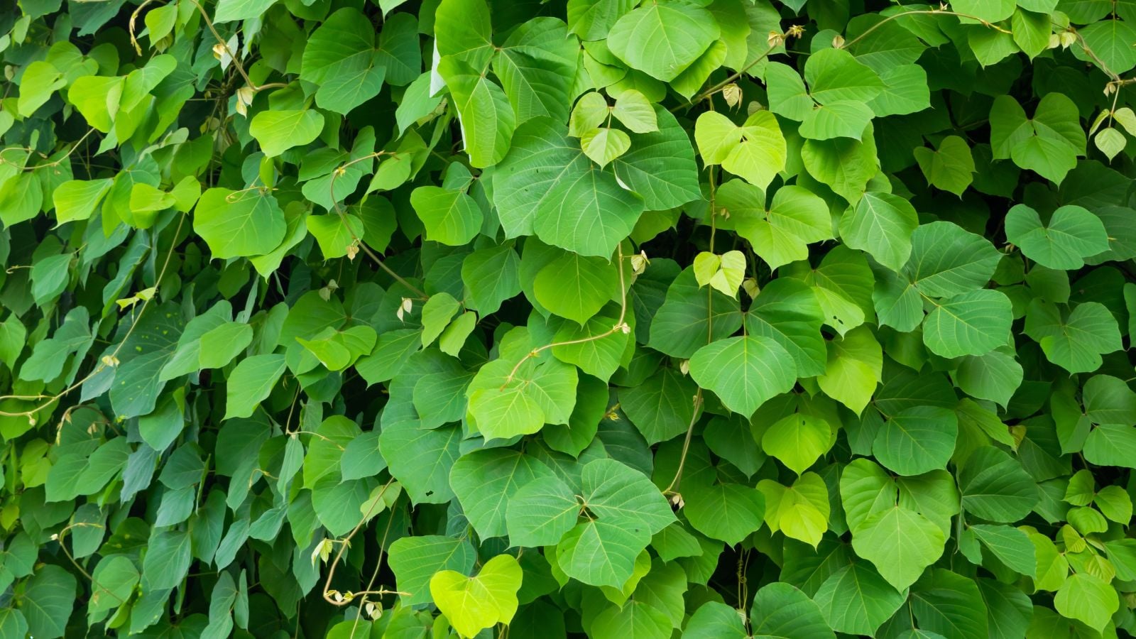 A close-up shot of a dense thicket of the Kudzu, showcasing its vines and large green leaves