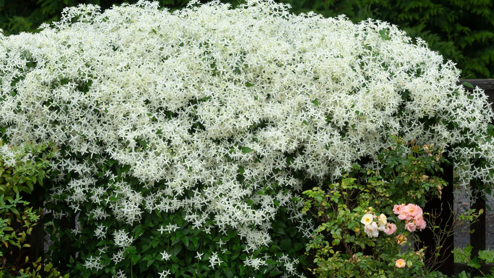 A shot of a massive hedge adorned with a large composition of white flowers atop dark green foliage of the Sweet Autumn Clematis