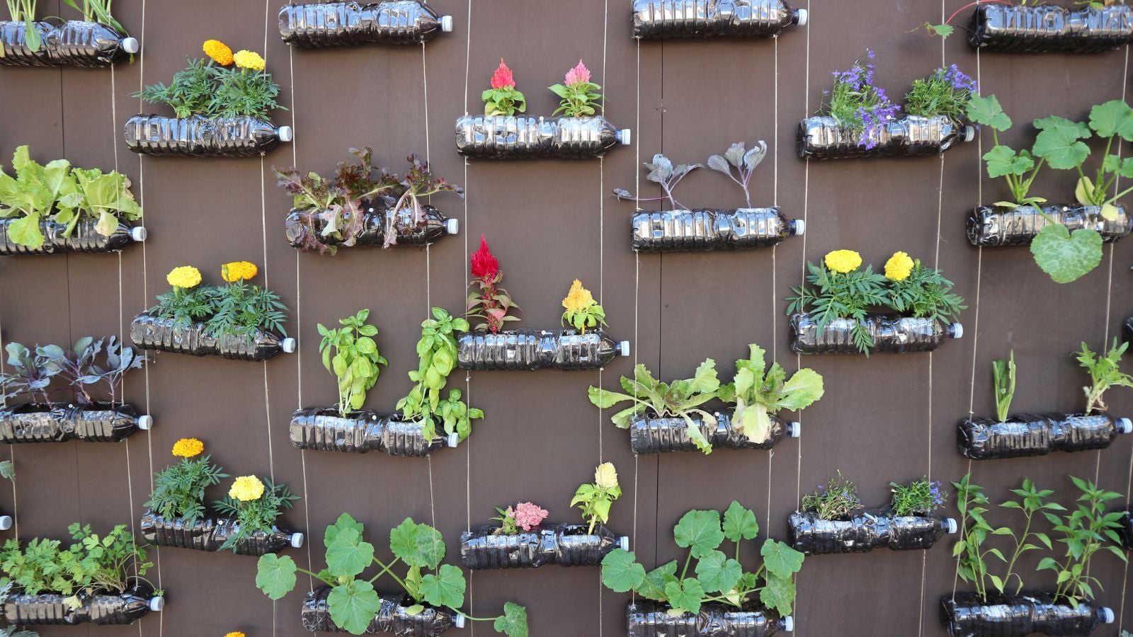 A shot of a large composition of plastic bottles hanging on a brown wall, showcasing which plastics are safe