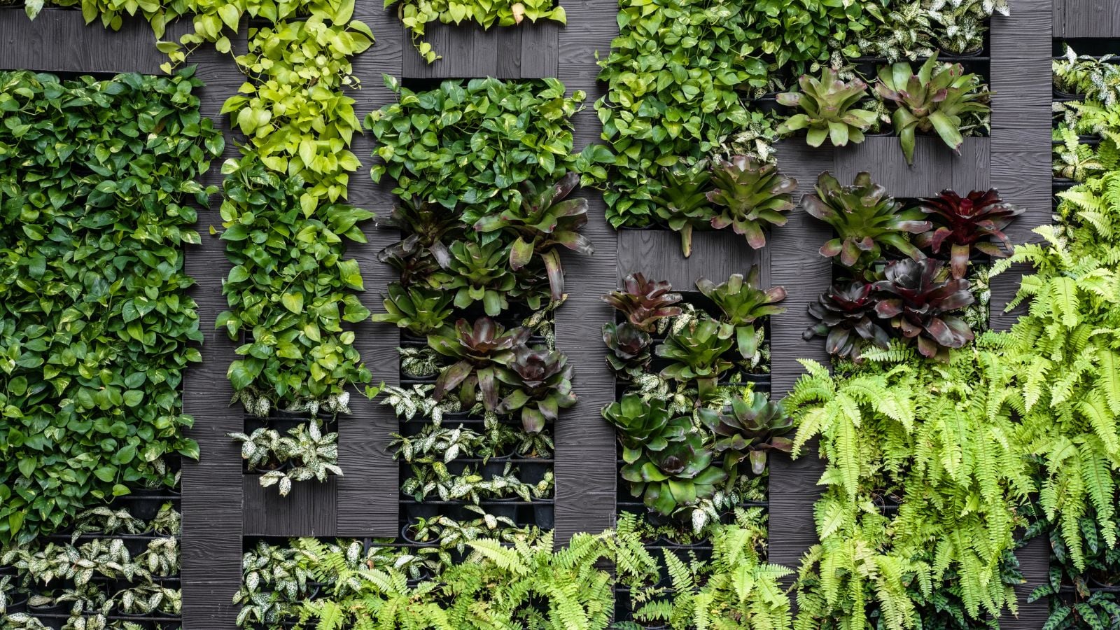 A vertical garden with a lovely geometric arrangement having foliage in different colors