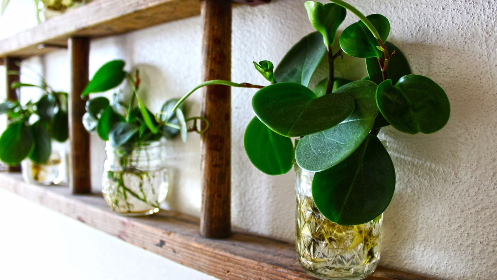 Six Story Mason Jar Indoor Garden that uses a wooden shelf to hold the jars with the plants appearing to be indoor plants