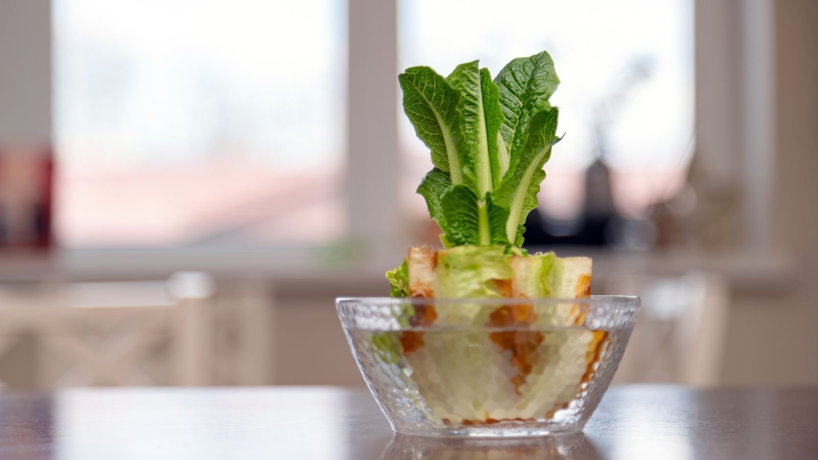 A close-up shot of a small bowl filled with water and a regrowing lettuce crop, showcasing how to regrow plants from kitchen scraps