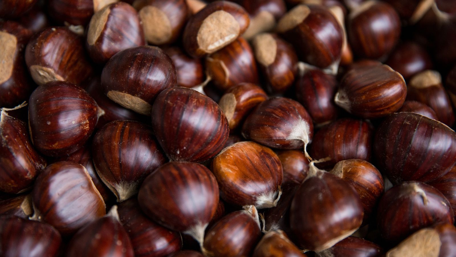 A close-up shot of a large composition of brown colored Chestnuts, placed in a well lit area
