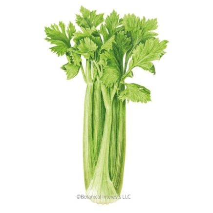 Merengo Celery