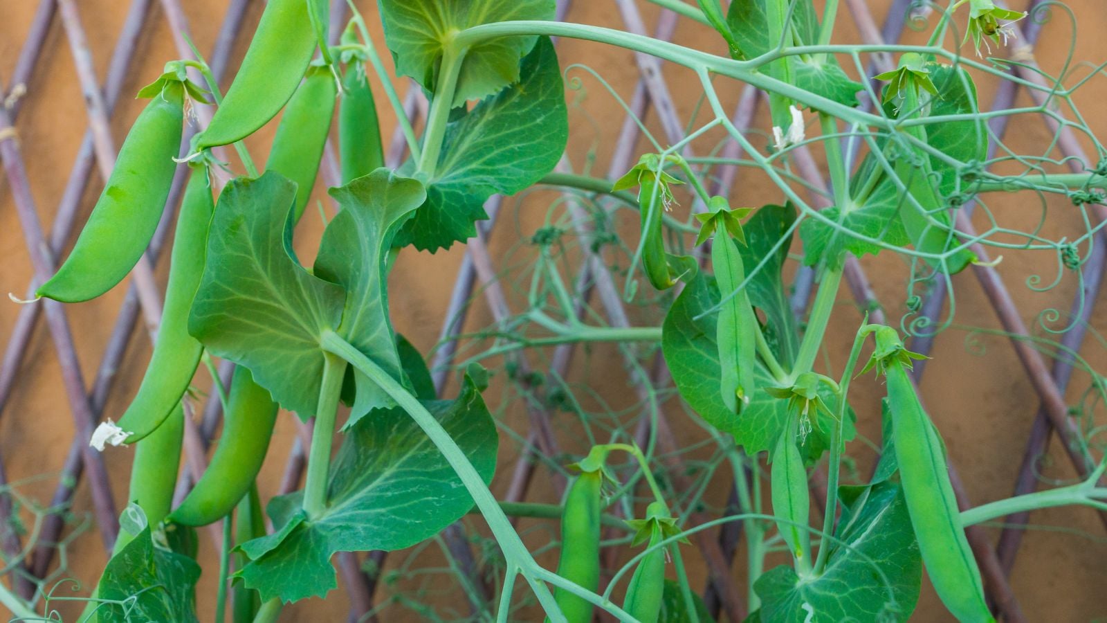 A close-up shot of a developing legume pod, growing on a support structure in a well lit area outdoors