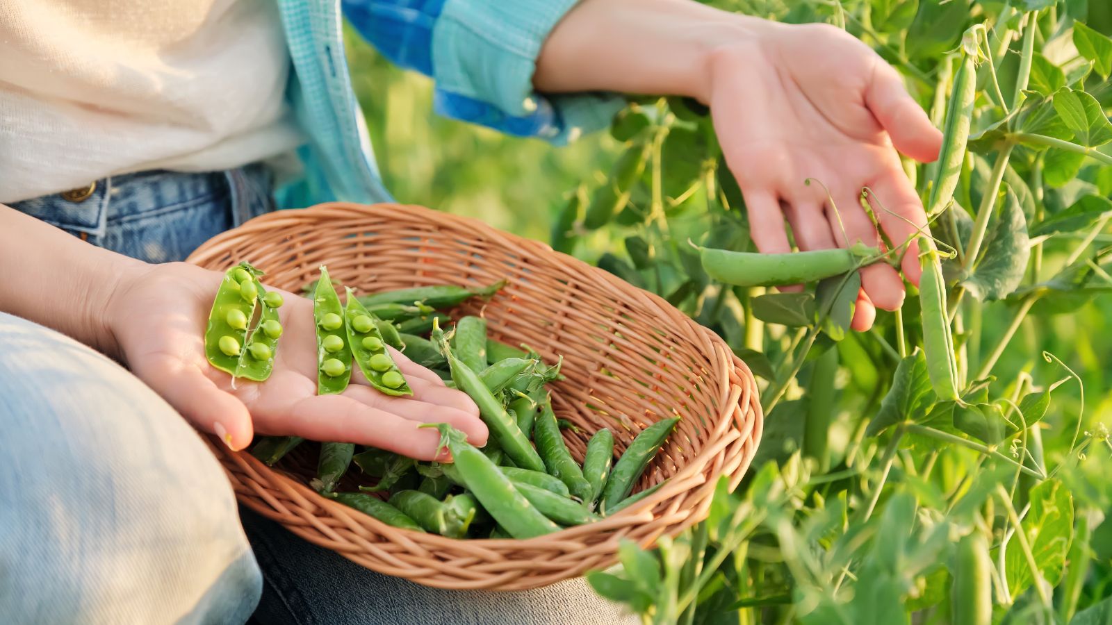 A close-up shot of a person in the process of harvesting legume pods, placing them in a small wicker basket