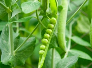 A close-up shot of an open pod, alongside growing crops, showcasing How To Grow Peas