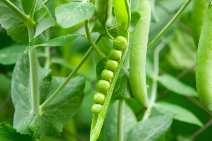 A close-up shot of an open pod, alongside growing crops, showcasing How To Grow Peas