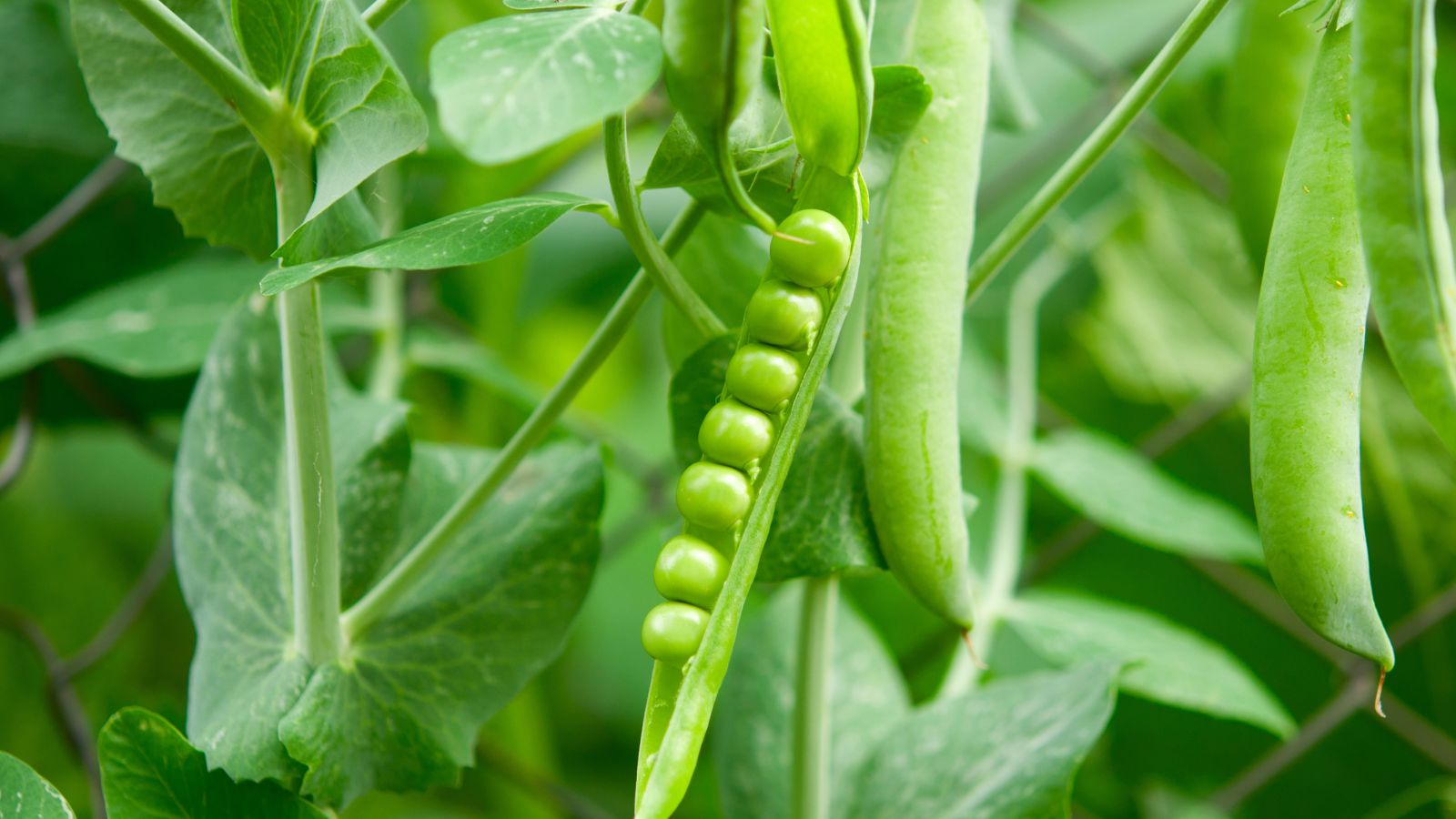A close-up shot of an open pod of a legume crop, growing alongside its vines and leaves, all situated in a well lit area outdoors