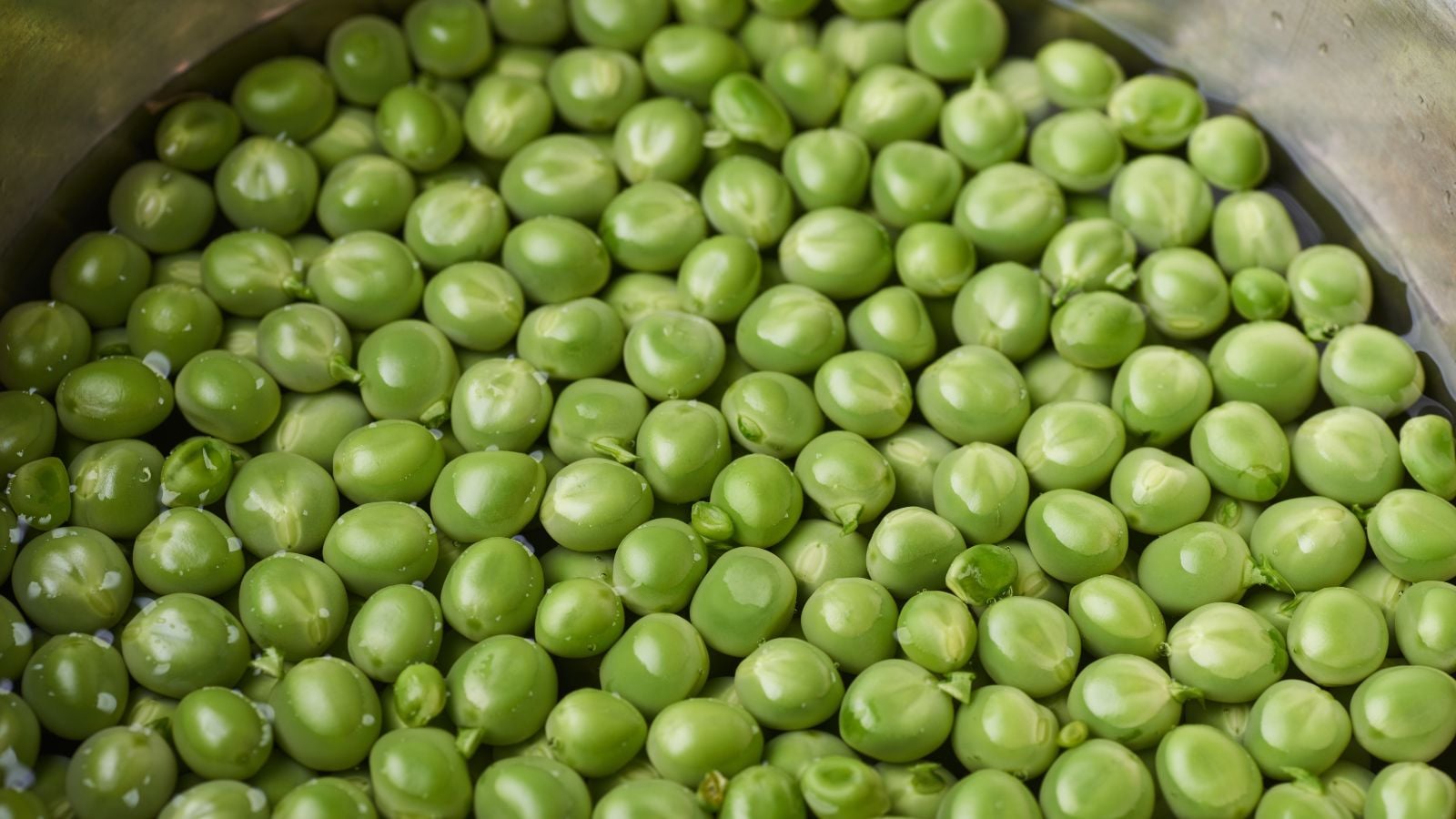 A container with countless round and green seeds being soaked in water, appearing to be placed somewhere sunny