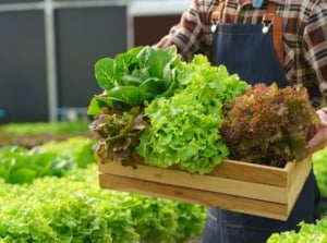 A shot of a person holding a wooden crate filled with freshly harvested crops, showcasing how to grow salad greens