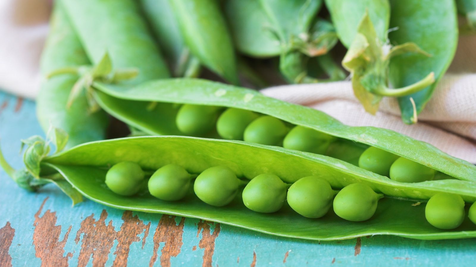 A close-up shot of a small composition of green colored English legume pods