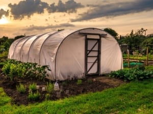How to build a polytunnel using steel poles and a sheet located on an allotment surrounded by grassy areas and plants with the sunset in the background