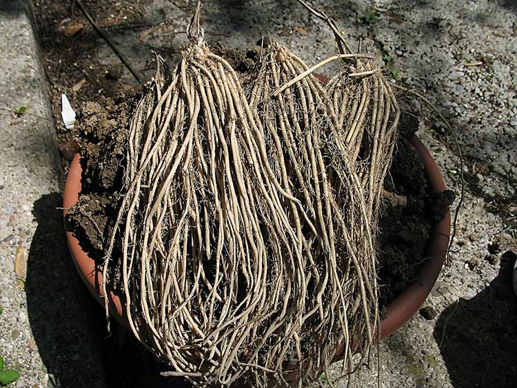 How To Grow Asparagus Everything You Need To Know