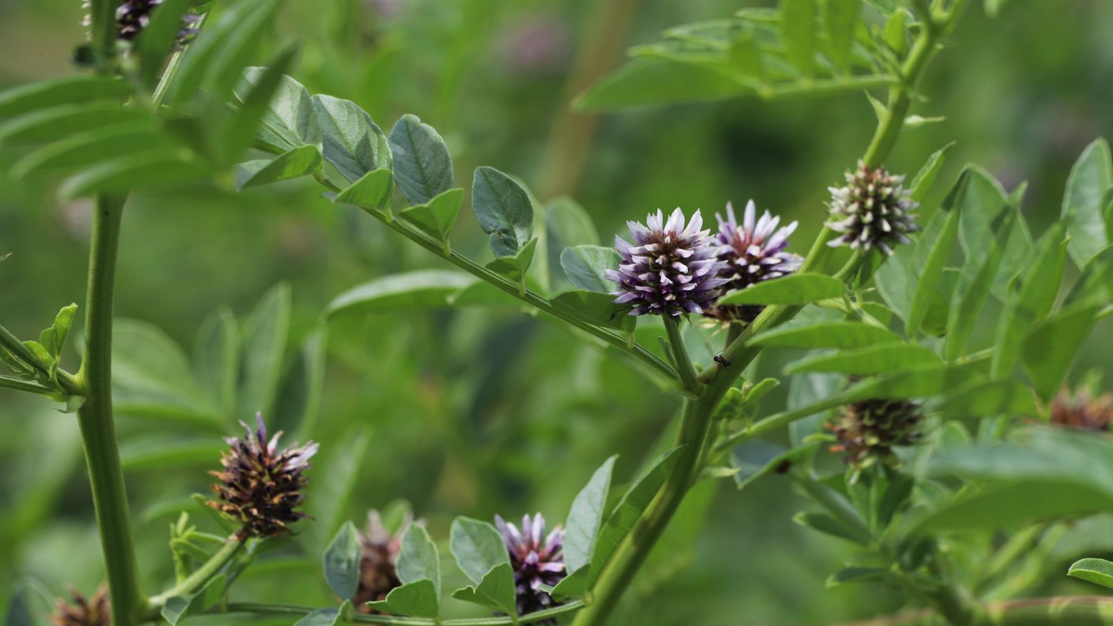 A close-up shot of a small composition of spiky flowers and green leaves of the Licorice, all situated in a well lit area outdoors