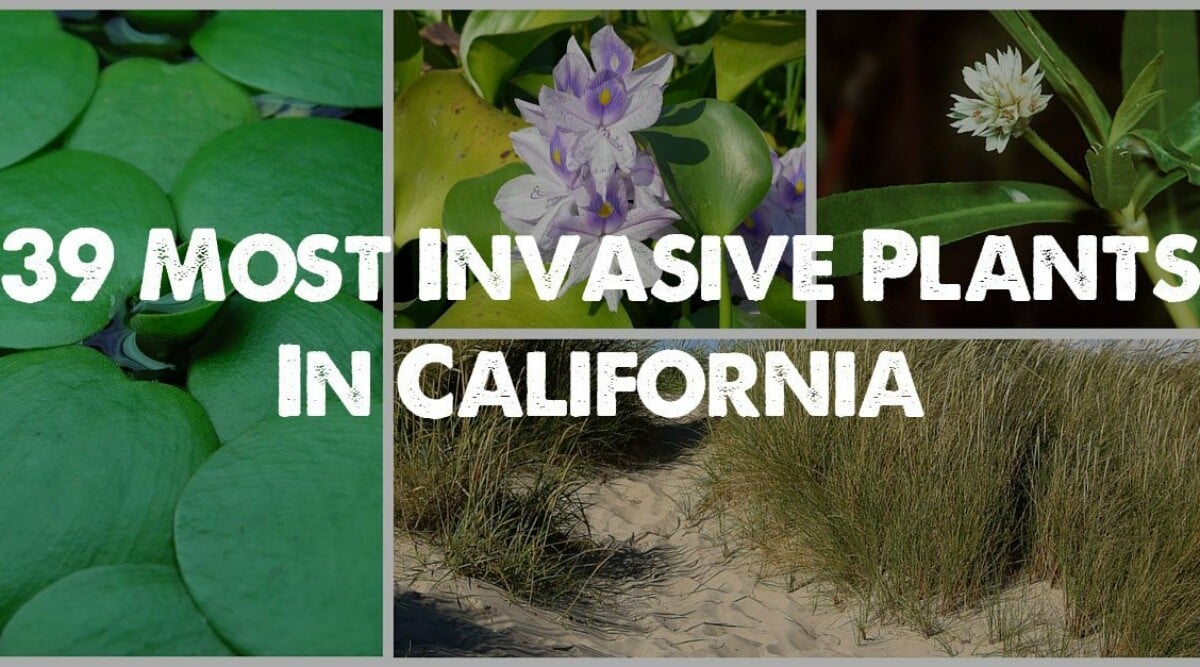 The 39 Most Invasive Plant Species in California