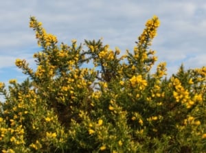 A close-up shot of a composition of vibrant yellow flowers alongside green foliage, showcasing invasive plant species in california