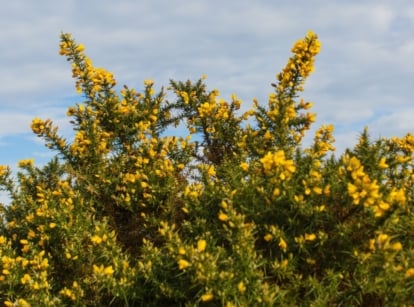 A close-up shot of a composition of vibrant yellow flowers alongside green foliage, showcasing invasive plant species in california