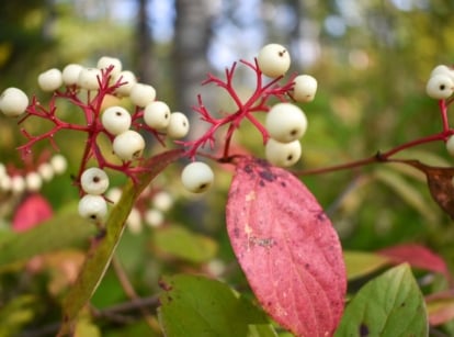 A close-up shot of a composition of weird looking white berries on red stems, showcasing plants that will kill you